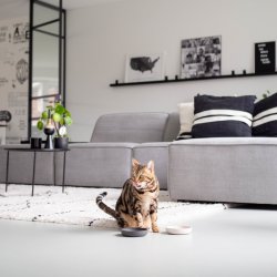 District70 Bambus skl til kat