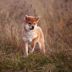 Essential The Beginning 2,5kg	