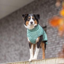 CityStyle Hundefrakke Oslo - jade