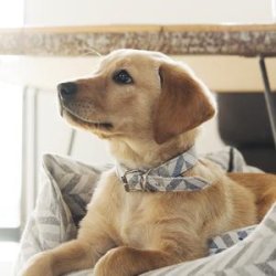 Project Blu Justerbar Halsbnd 40cm