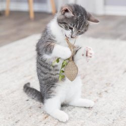 Cone Paplegetj t/kat