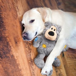 KONG Wild Knots Bear, ML