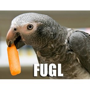 Fugl