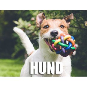 Hund