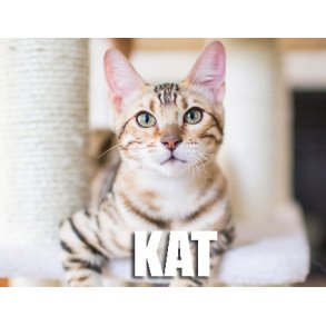 Kat